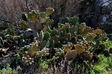 CAPO GALLO riserva marina e naturalistica a Palermo panoramiche e particolari. Fotografie di Giulio Azzarello ©2014. CAPO GALLO riserva marina e naturalistica a Palermo panoramiche e particolari. Fotografie di Giulio Azzarello ©2014.