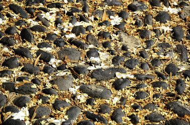 ISOLA DI USTICA il paese. Fotografie di Giulio Azzarello ©2016. ISOLA DI USTICA il paese. Fotografie di Giulio Azzarello ©2016.