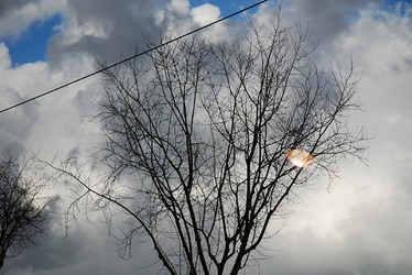 RAMI E ALBERI in inverno. Fotografie di Giulio Azzarello &copy;2014.