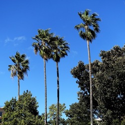 ORTO BOTANICO DI PALERMO. Fotografie di Giulio Azzarello ©2022. ORTO BOTANICO DI PALERMO. Fotografie di Giulio Azzarello ©2022.