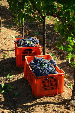 VENDEMMIA a S.Cristina Gela in Sicilia. Fotografie di Giulio Azzarello &copy;2016.
