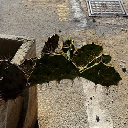 PIANTA GRASSA IN VASO. Fotografie di Giulio Azzarello &copy;2022.