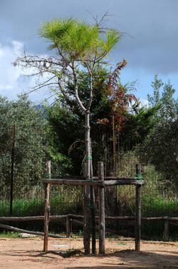 LUIGI PIRANDELLO il parco e la casa museo. Fotografie di Giulio Azzarello ©2014.