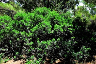 SELINUNTE sito archeologico. Fotografie di Giulio Azzarello ©2018. SELINUNTE sito archeologico. Fotografie di Giulio Azzarello ©2018.