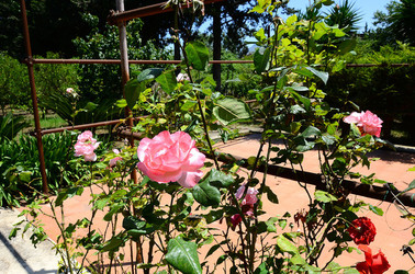 NATURA tipiche rose selvatiche di un giardino siciliano in estate. Fotografie di Giulio Azzarello &copy;2014.