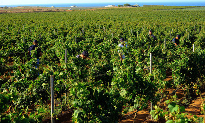 VENDEMMIA a Mazzara del Vallo in Sicilia con i contadini. Fotografie di Giulio Azzarello ©2016. VENDEMMIA a Mazzara del Vallo in Sicilia con i contadini. Fotografie di Giulio Azzarello ©2016.
