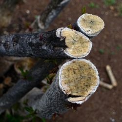 TRONCHI. Fotografie di Giulio Azzarello ©2022.