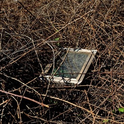 RAMI E ROVI. Fotografie di Giulio Azzarello ©2023. RAMI E ROVI. Fotografie di Giulio Azzarello ©2023.