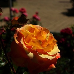 ROSETO. Fotografie di Giulio Azzarello &copy;2022.