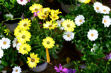 ORTO BOTANICO di Palermo in inverno. Fotografie di Giulio Azzarello &copy;2016.