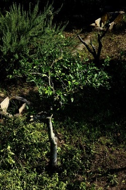 POTATURA fotografie di Giulio Azzarello ©2021. POTATURA fotografie di Giulio Azzarello ©2021.