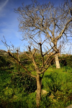 CAMPAGNA fotografie di Giulio Azzarello ©2020.