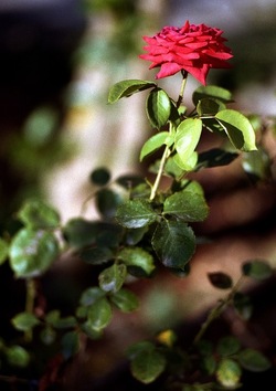 DIGITALIZZAZIONI fotografie di Giulio Azzarello &copy;2020.