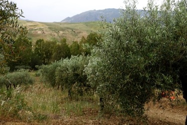 ULIVETO SICILIANO. Fotografie di Giulio Azzarello ©2022.