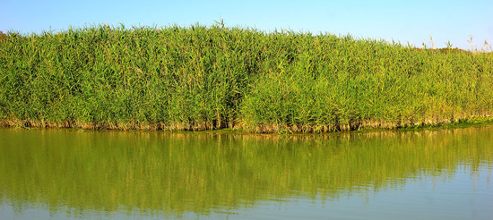 CANNETI in SICILIA. Fotografie di Giulio Azzarello &copy;2016.