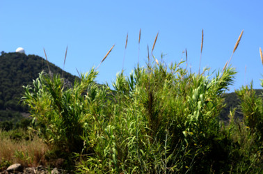 ISOLA DI USTICA la natura. Fotografie di Giulio Azzarello &copy;2016.