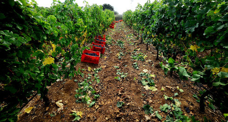 VENDEMMIA di AUTUNNO a S.Cristina Gela in Sicilia. Fotografie di Giulio Azzarello &copy;2016.