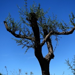 SEGESTA. Fotografie di Giulio Azzarello ©2024. SEGESTA. Fotografie di Giulio Azzarello ©2024.