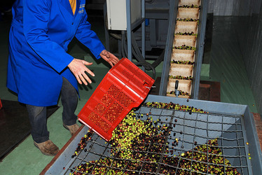 TIPICO FRANTOIO fotografie di Giulio Azzarello ©2014. TIPICO FRANTOIO fotografie di Giulio Azzarello ©2014.