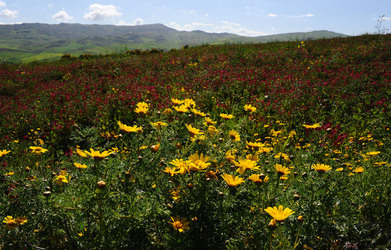 PAESAGGIO SICILIANO nel luogo delle macalube in Sicilia. Fotografie di Giulio Azzarello &copy;2014.