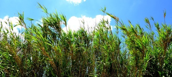 SELINUNTE sito archeologico. Fotografie di Giulio Azzarello ©2018. SELINUNTE sito archeologico. Fotografie di Giulio Azzarello ©2018.