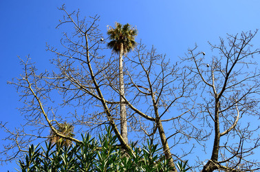 MACCHIA MEDITERRANEA in Sicilia. Fotografie di Giulio Azzarello &copy;2106.