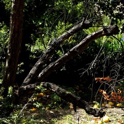 ORTO BOTANICO. Fotografie di Giulio Azzarello &copy;2024.