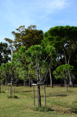 GIARDINI della BIENNALE a Venezia. Foto di Giulio Azzarello &copy;2015 2016.