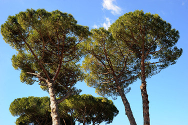 LE TERME DI CARACALLA a Roma visioni panoramiche o particolari. Fotografie di Giulio Azzarello &copy;2014.