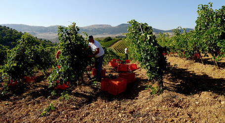 VENDEMMIA a S.Cristina Gela i coltivatori. Fotografie di Giulio Azzarello ©2016. VENDEMMIA a S.Cristina Gela i coltivatori. Fotografie di Giulio Azzarello ©2016.