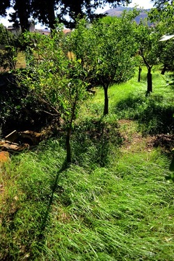 GIARDINO SICILIANO fotografie di Giulio Azzarello ©2021. GIARDINO SICILIANO fotografie di Giulio Azzarello ©2021.