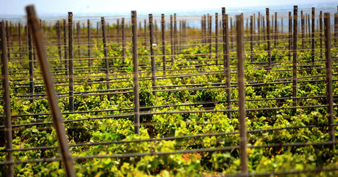 VIGNETO GIOVANE in Sicilia fotografie di Giulio Azzarello &copy;2016.