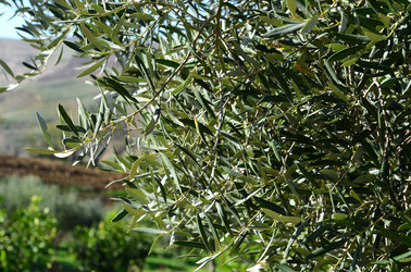 ULIVETO in autunno. Fotografie di Giulio Azzarello ©2014. ULIVETO in autunno. Fotografie di Giulio Azzarello ©2014.