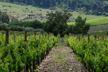 VIGNETO AGRITURISTICO PLANETA a Sambuca di Sicilia. Fotografie di Giulio Azzarello &copy;2014.