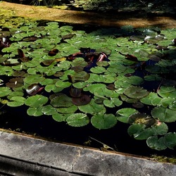 ORTO BOTANICO DI PALERMO. Fotografie di Giulio Azzarello ©2022. ORTO BOTANICO DI PALERMO. Fotografie di Giulio Azzarello ©2022.