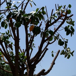 RAMI. Fotografie di Giulio Azzarello &copy;2022.