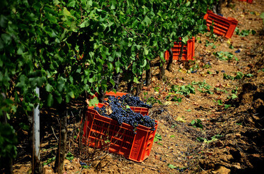 VENDEMMIA a S.Cristina Gela in Sicilia. Fotografie di Giulio Azzarello &copy;2016.