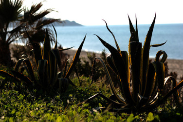 AGAVE selvatica sul mare in Sicilia a Cefalù. Fotografie di Giulio Azzarello ©2014. AGAVE selvatica sul mare in Sicilia a Cefalù. Fotografie di Giulio Azzarello ©2014.
