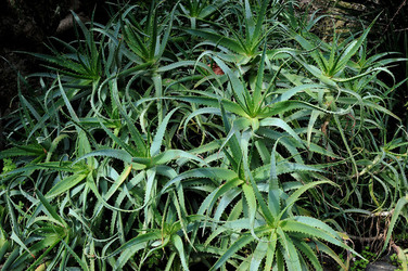 PAESAGGIO CATANESE panoramiche e particolari. Fotografie di Giulio Azzarello &copy;2014.