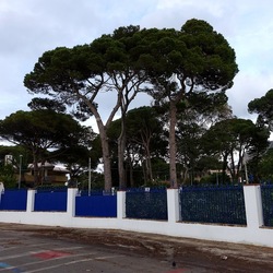 PINETA. Fotografie di Giulio Azzarello &copy;2022.