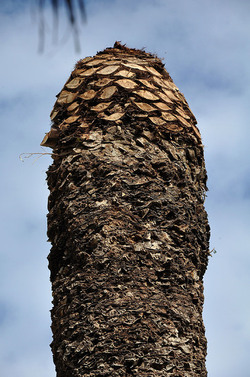 IL COLEOTTERO ROSSO e la moritura delle palme. Fotografie di Giulio Azzarello &copy;2014.