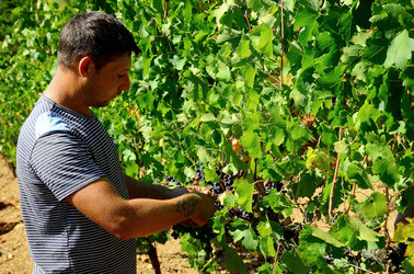 VENDEMMIA a S.Cristina Gela i coltivatori. Fotografie di Giulio Azzarello ©2016. VENDEMMIA a S.Cristina Gela i coltivatori. Fotografie di Giulio Azzarello ©2016.