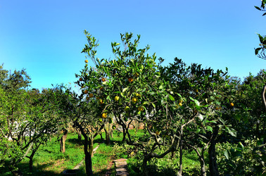 AGRUMETO SICILIANO in autunno. Fotografie di Giulio Azzarello &copy;2014.