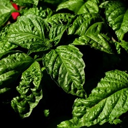 GIARDINO SICILIANO. Fotografie di Giulio Azzarello ©2022. GIARDINO SICILIANO. Fotografie di Giulio Azzarello ©2022.