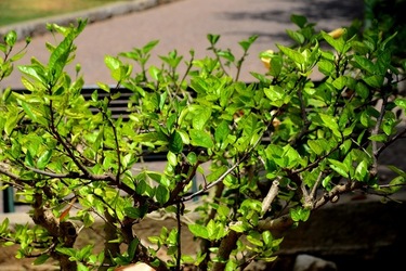 GIARDINO ARABO fotografie di Giulio Azzarello ©2021. GIARDINO ARABO fotografie di Giulio Azzarello ©2021.