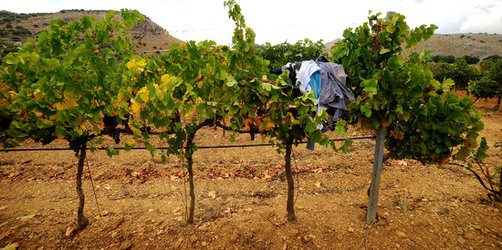 VENDEMMIA di AUTUNNO a S.Cristina Gela in Sicilia. Fotografie di Giulio Azzarello &copy;2016.