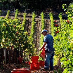 VENDEMMIA di AUTUNNO a S.Cristina Gela in Sicilia. Fotografie di Giulio Azzarello &copy;2016.