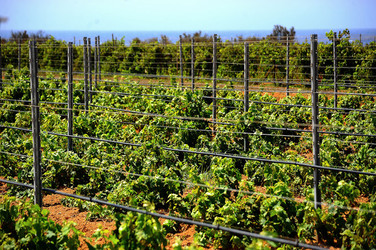 VIGNETO GIOVANE in Sicilia fotografie di Giulio Azzarello &copy;2016.