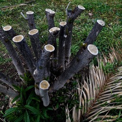 TRONCHI. Fotografie di Giulio Azzarello ©2022.