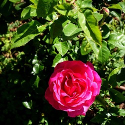 ROSETO. Fotografie di Giulio Azzarello &copy;2022.